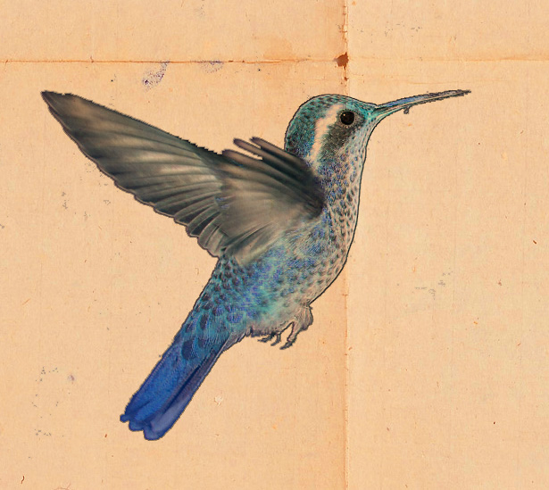 silverbird.jpg