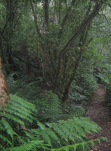Forestcropped