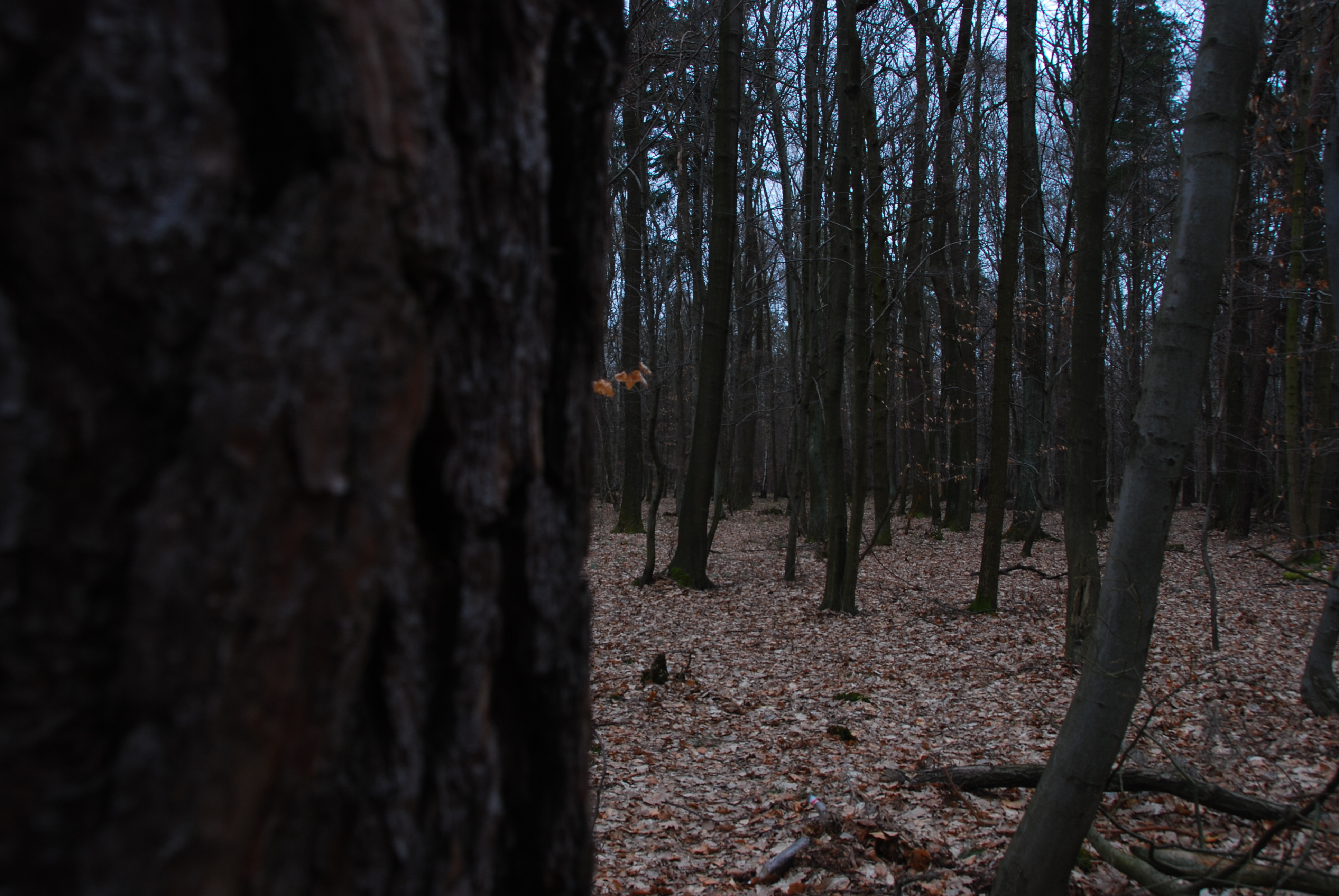 Dark_Forest.jpg