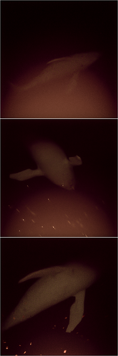 whale.png