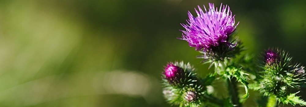thistle.jpg