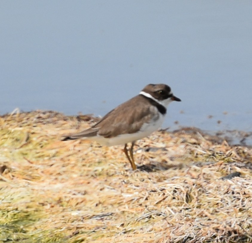 SemipalmatedPlover,BreedingAdult.JPG