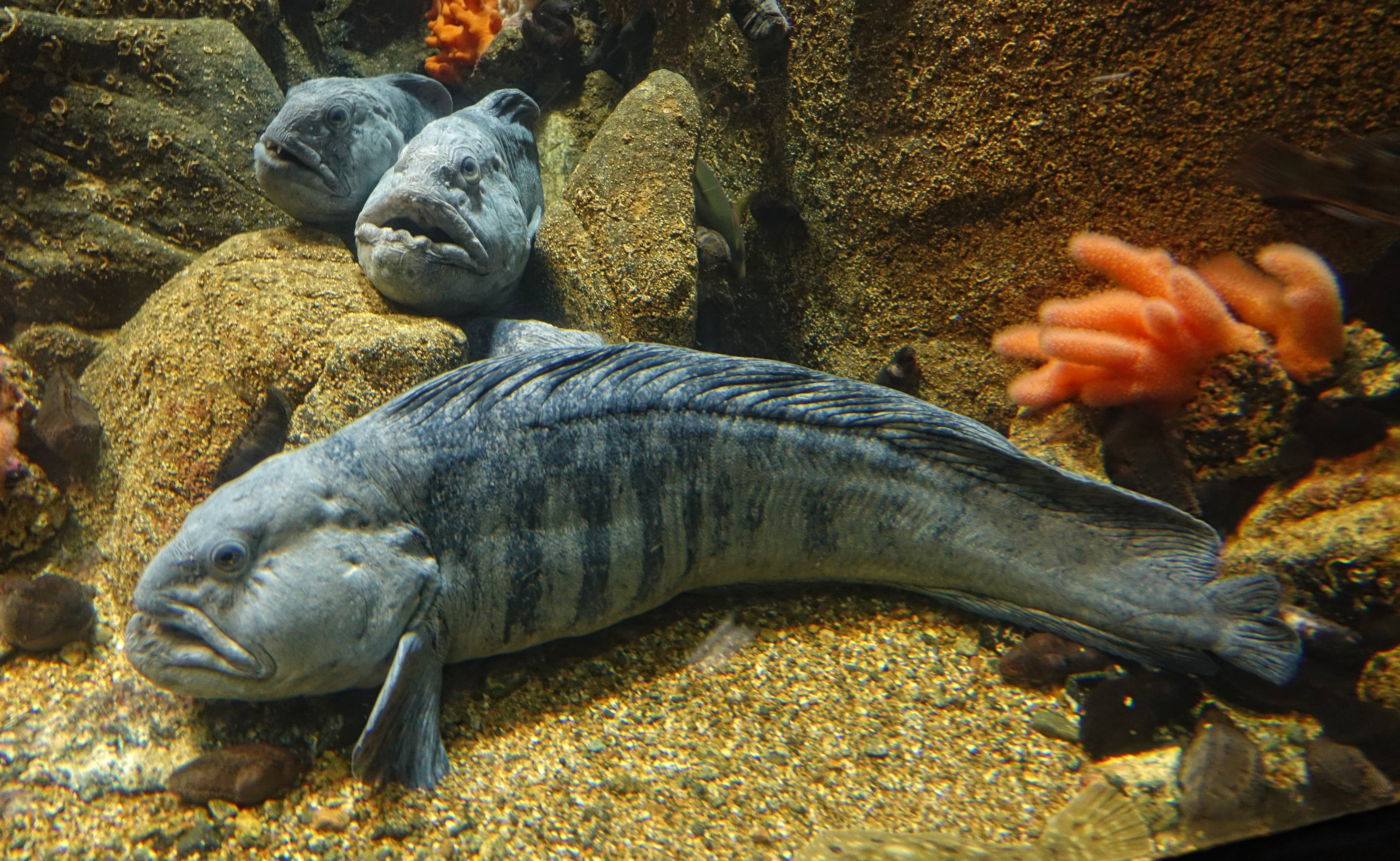 fish7.jpg