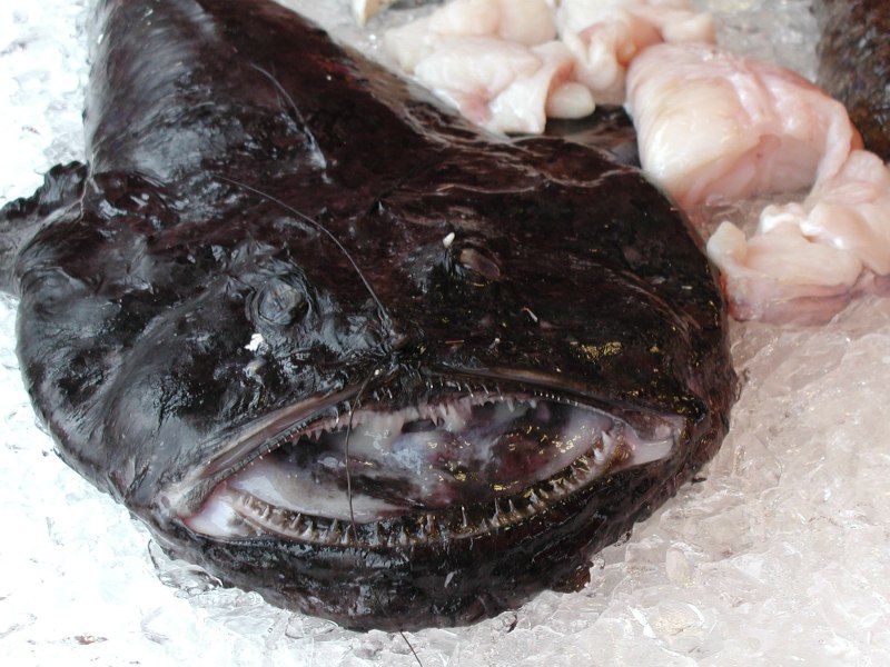 fish4.jpg