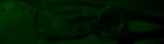 corpsebody.jpg