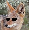 jackaljudiciary.jpg