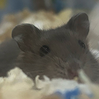 mouse_icon.png