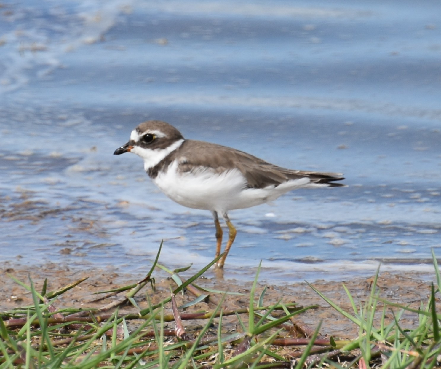 SemipalmatedPlover,NonbreedingAdult.JPG