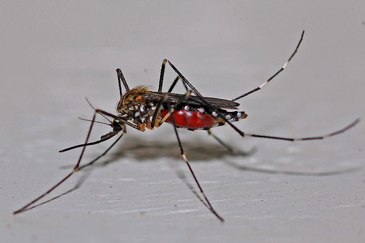 mosquito2