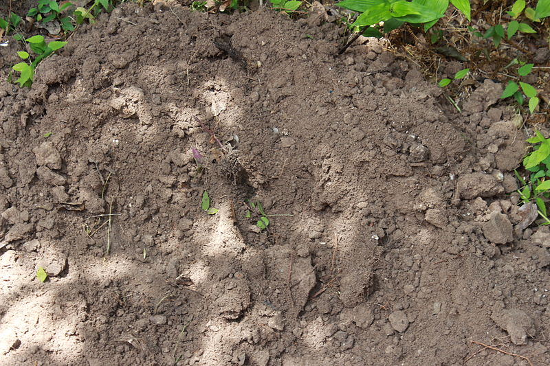dirt.jpg