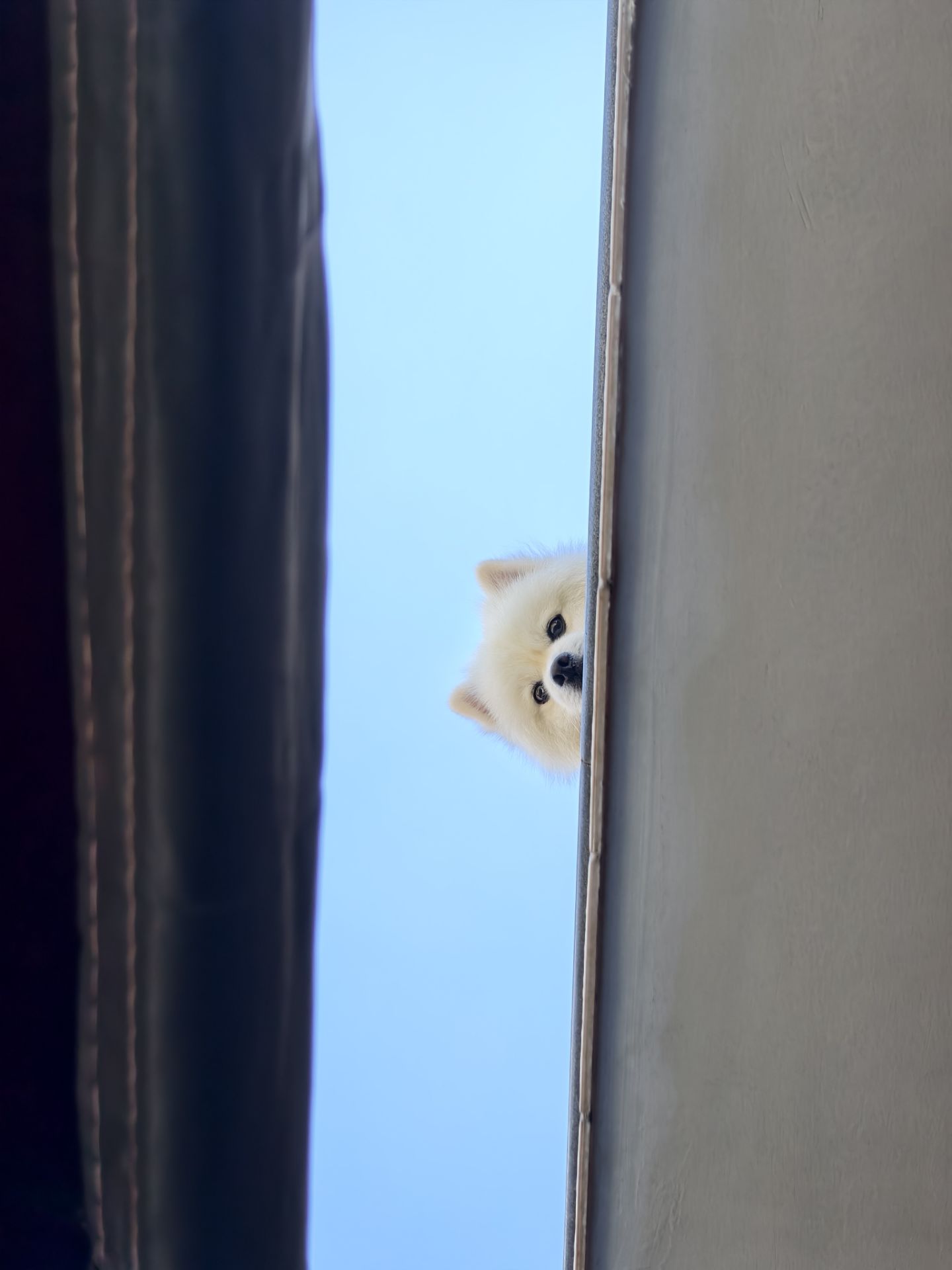 3191-狗狗图