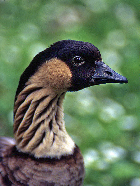 Kū的头部特写! 3 夏威夷雁 Branta_sandvicensis.jpg