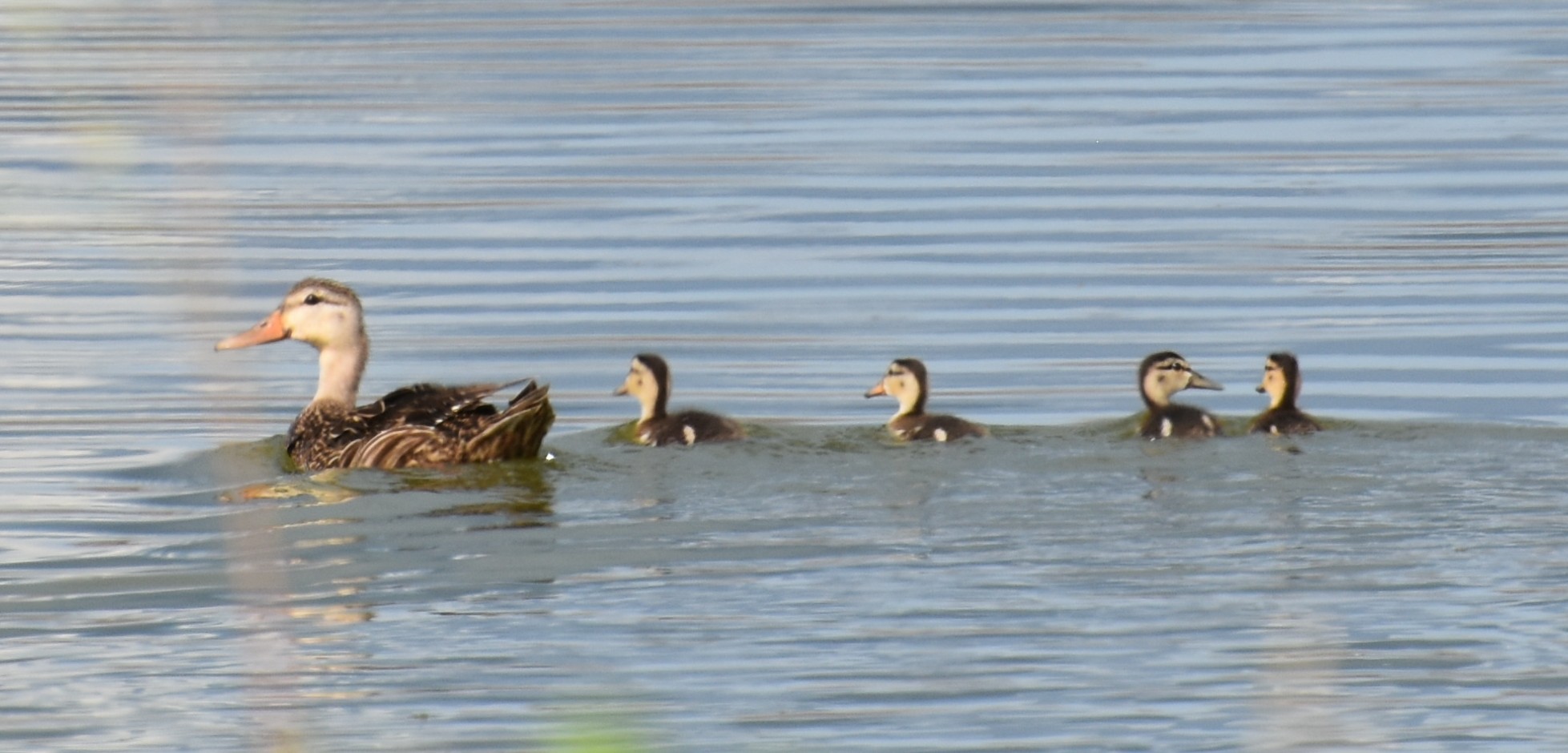 Ducks(Mottled,Mallard,orhybrid),Family.JPG