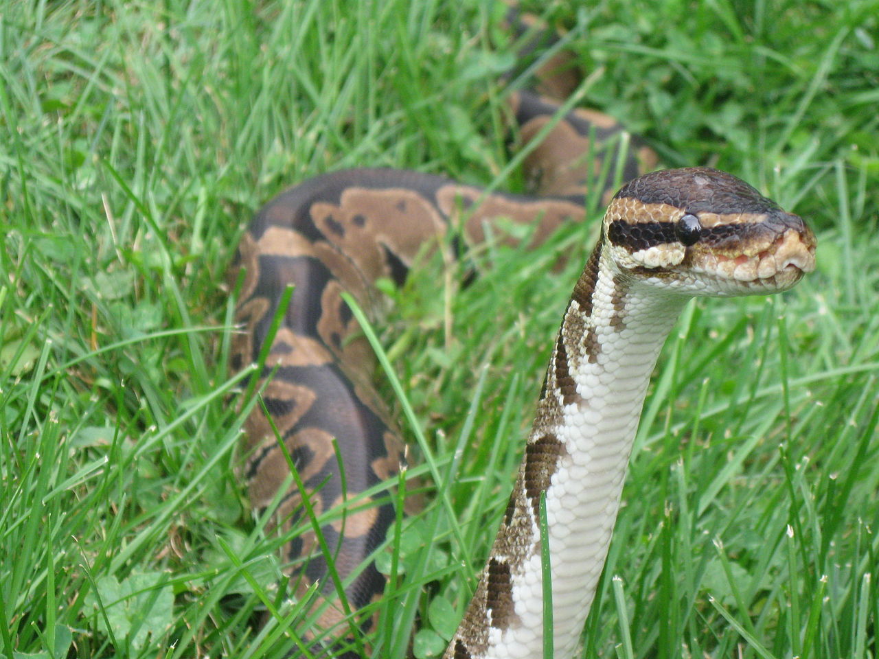 sneksnek.jpg