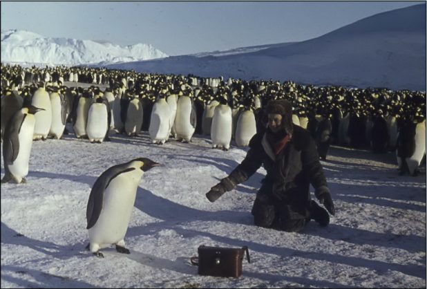 humanpenguin.jpg