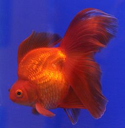 Goldfish
