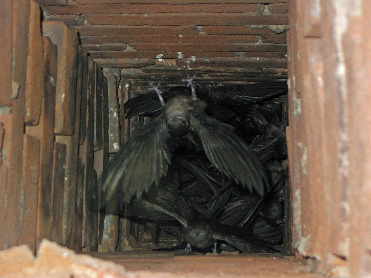birbs.jpg