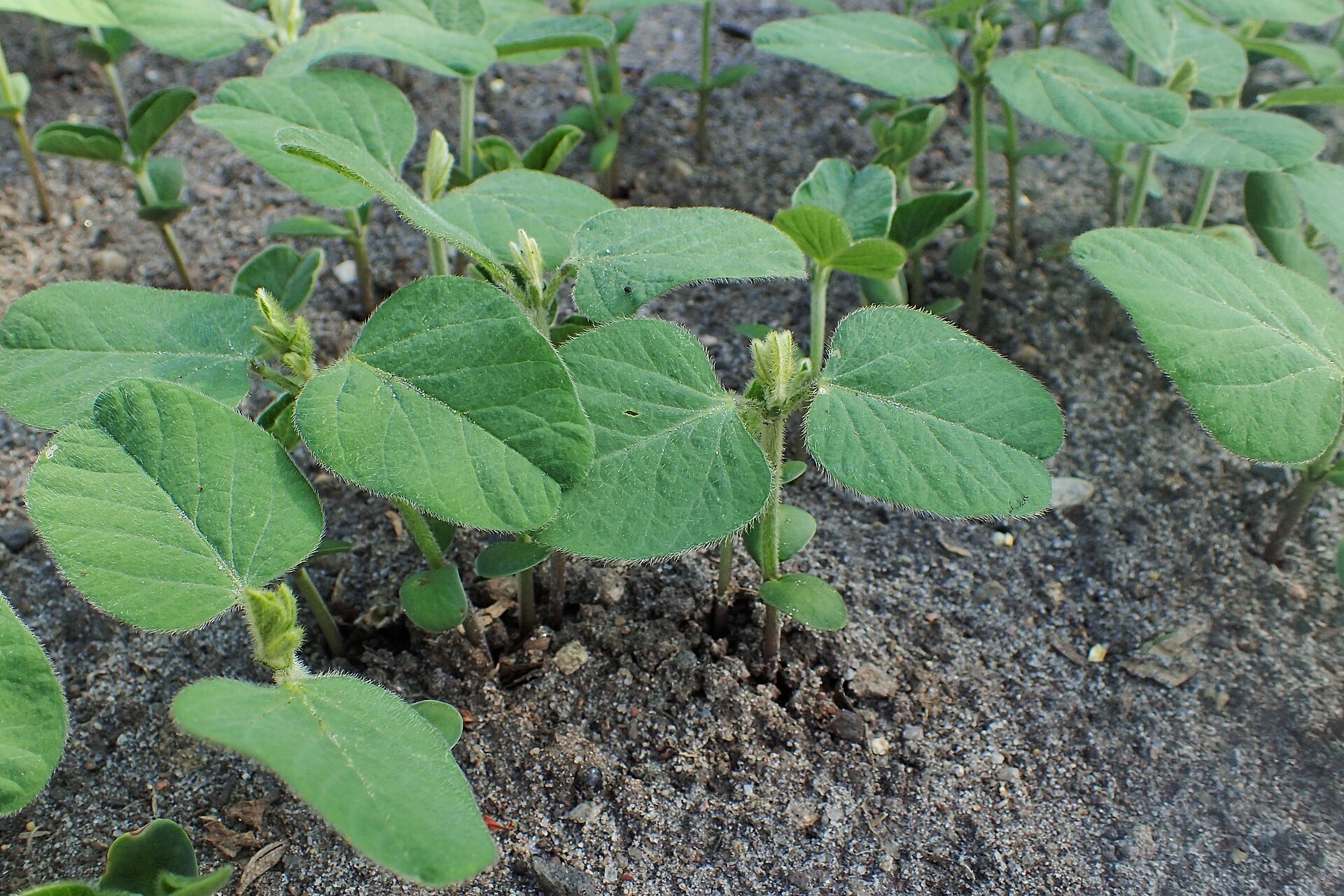 Soybean02_wikimedia.jpg
