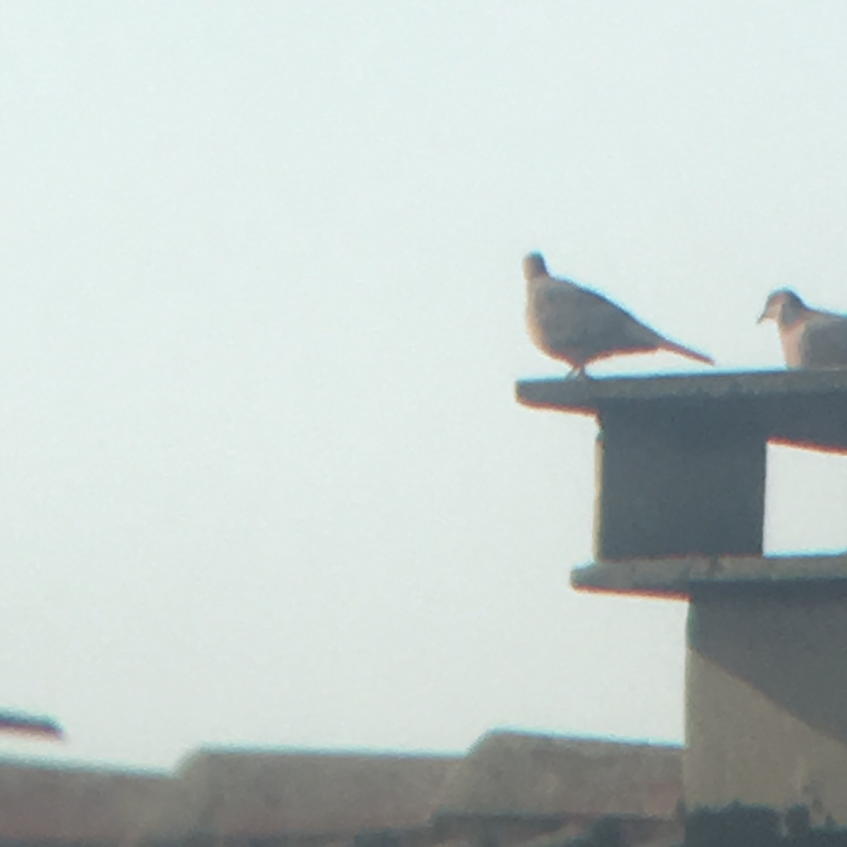 Some birds
