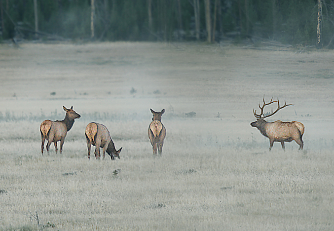 herd.jpg