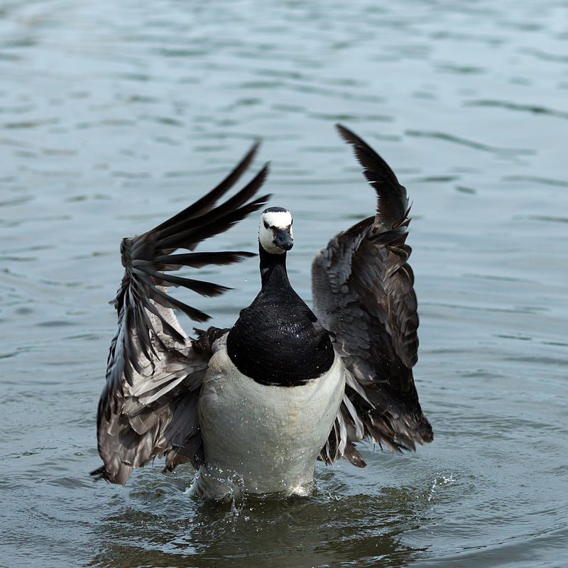 Duck.jpg
