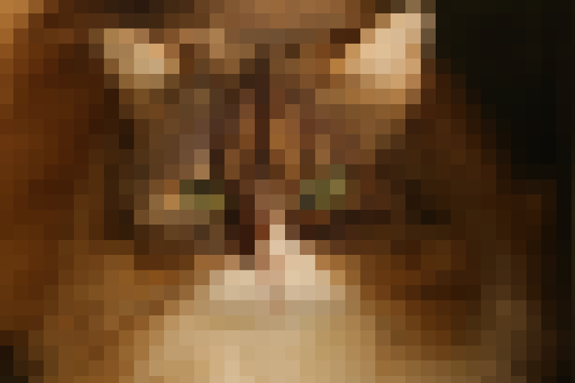 打吗的🐱