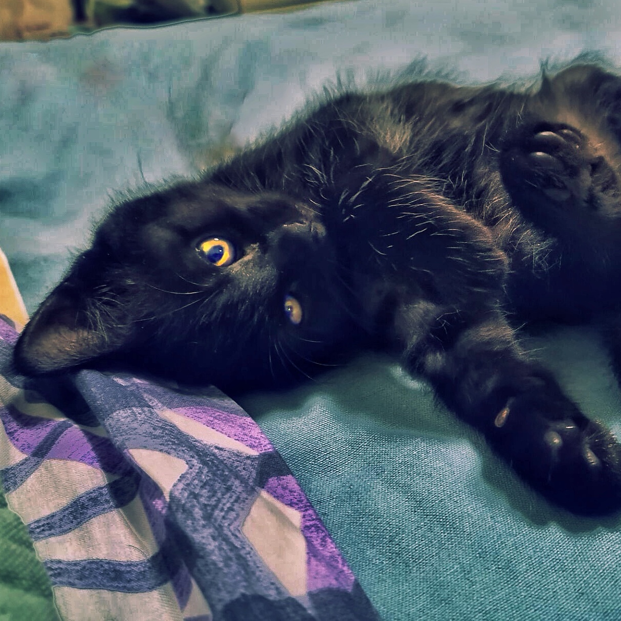 this_is_not_my_cat.jpg