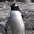 noot-noot-2.png