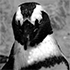 pingu-bot.png