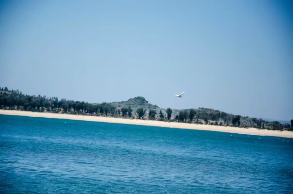 海鸟.jpg