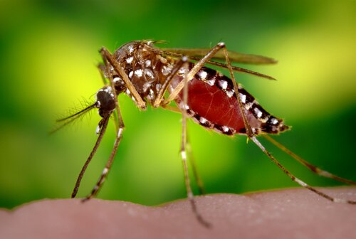 Aedes_aegypti_CDC9178.tif.jpg