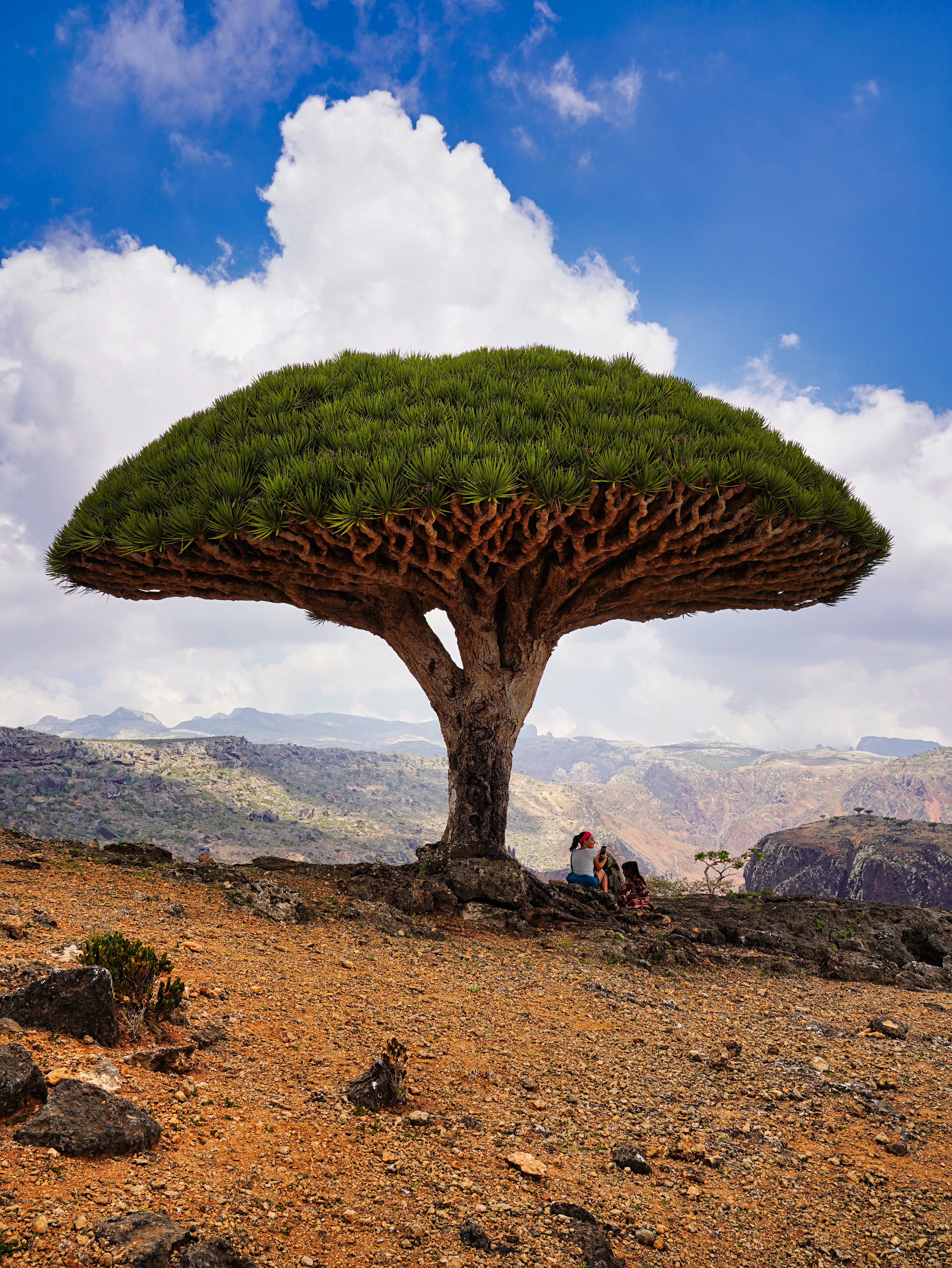 Dragonblood_tree_in_Socotra_2.jpg