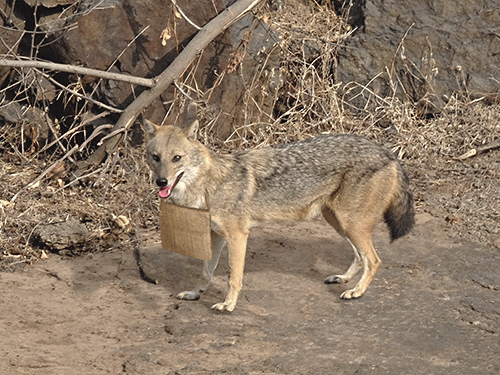 Japanese-wolf.png