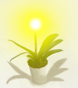 Sun Flower.jpeg