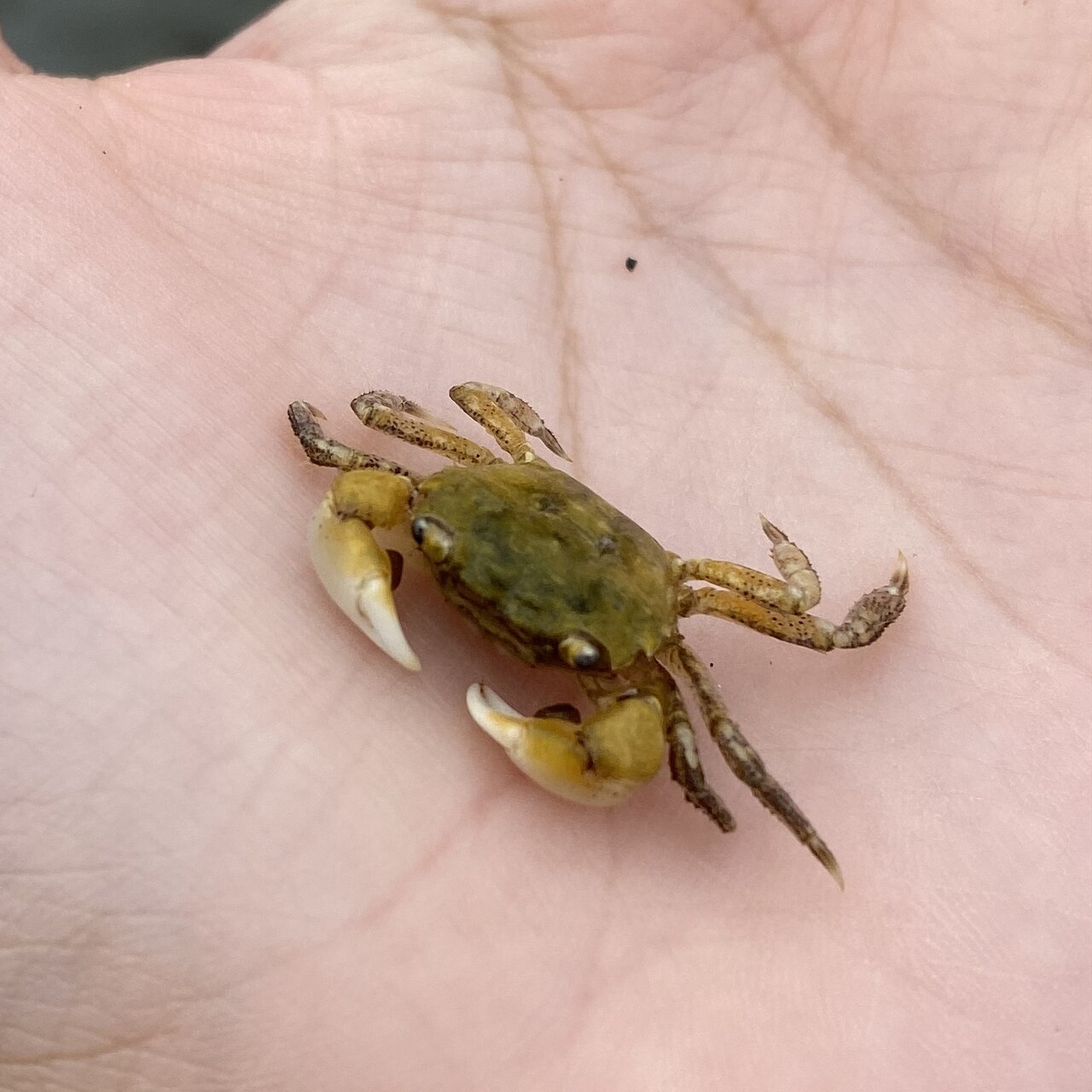 Crab.png