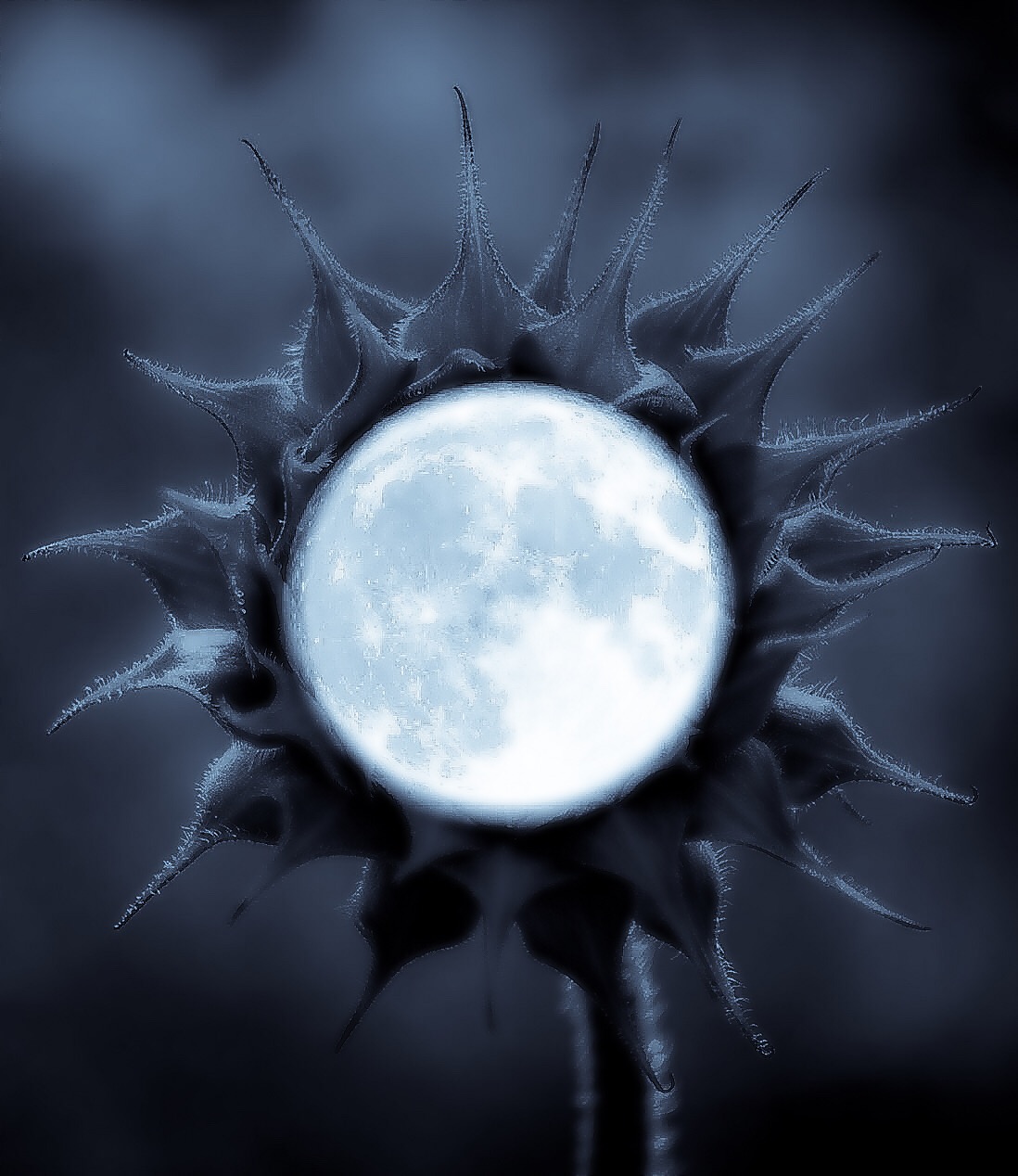 moon.jpg