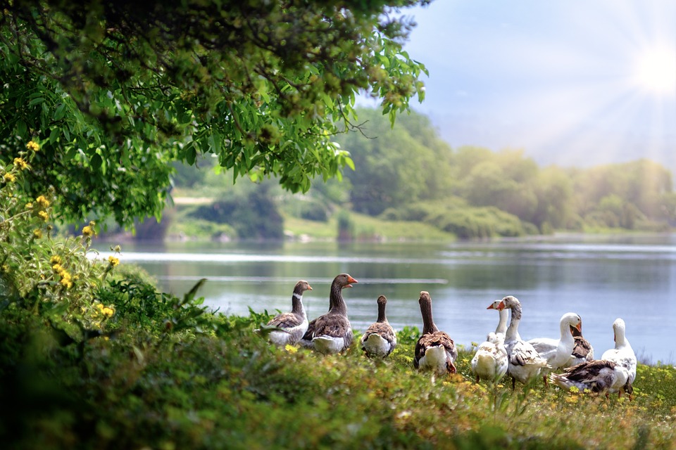 wild-geese-3379677_960_720.jpg