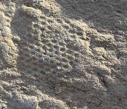 Paleodictyon.JPG
