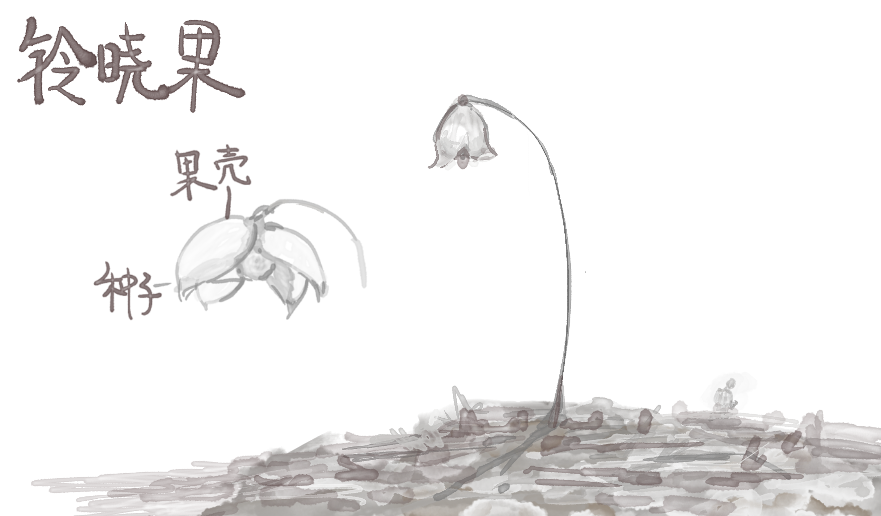铃晓果