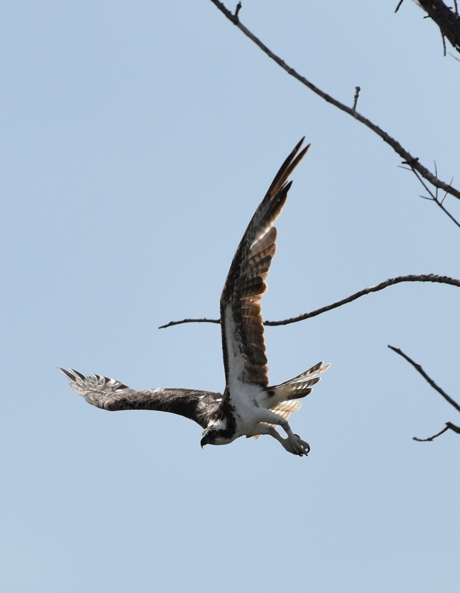 Osprey,Adult.JPG