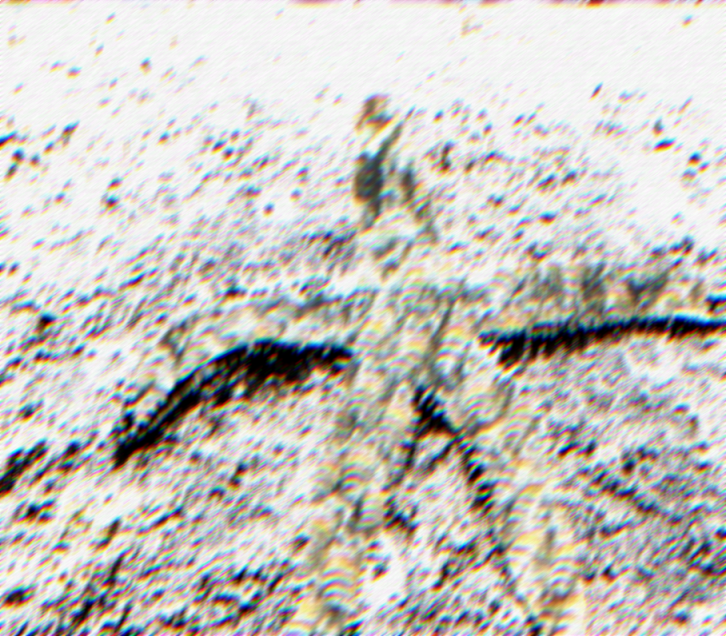 starfish.png
