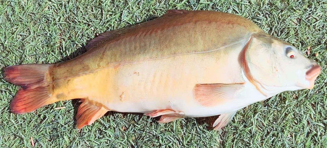 fish.jpg