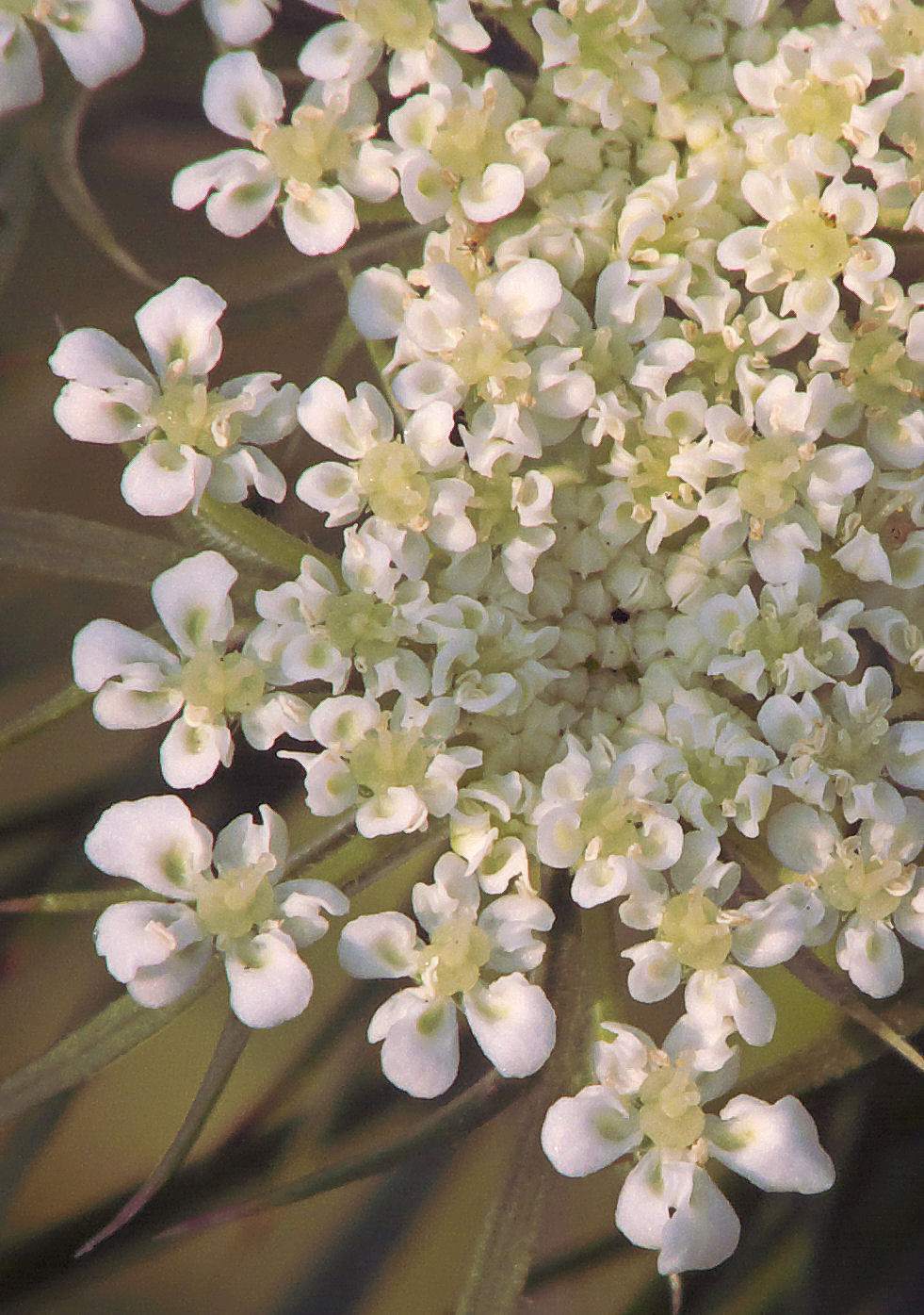胡萝卜花的花语是「黄昏」.jpg
