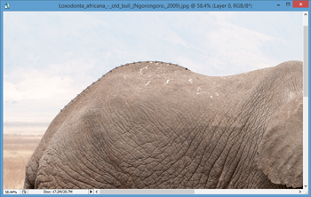 Elephant-2.png