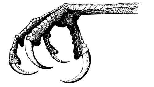claw
