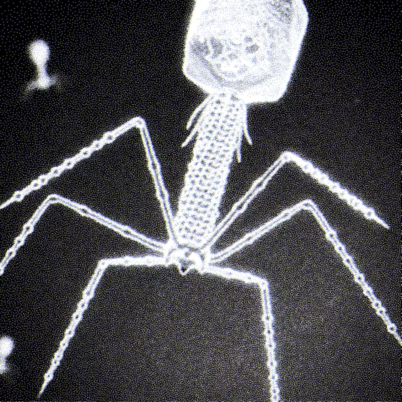 phage