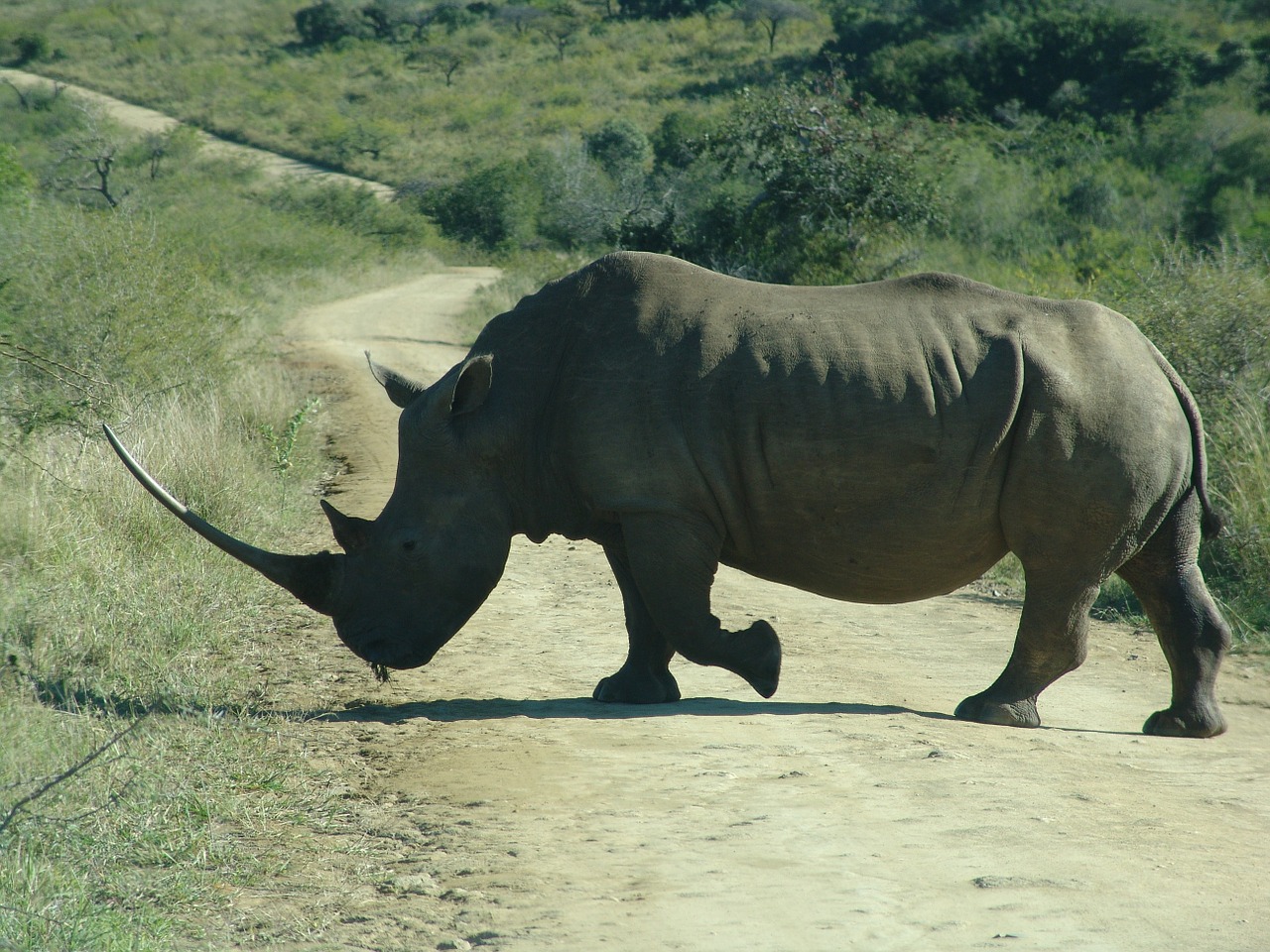 Rhino-A.jpg