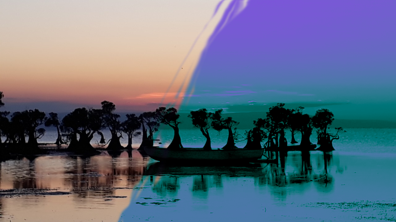mangrove.png