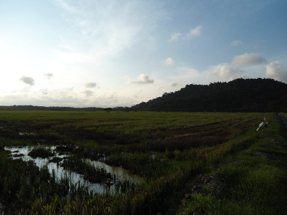 Sawah_padi_3.jpeg