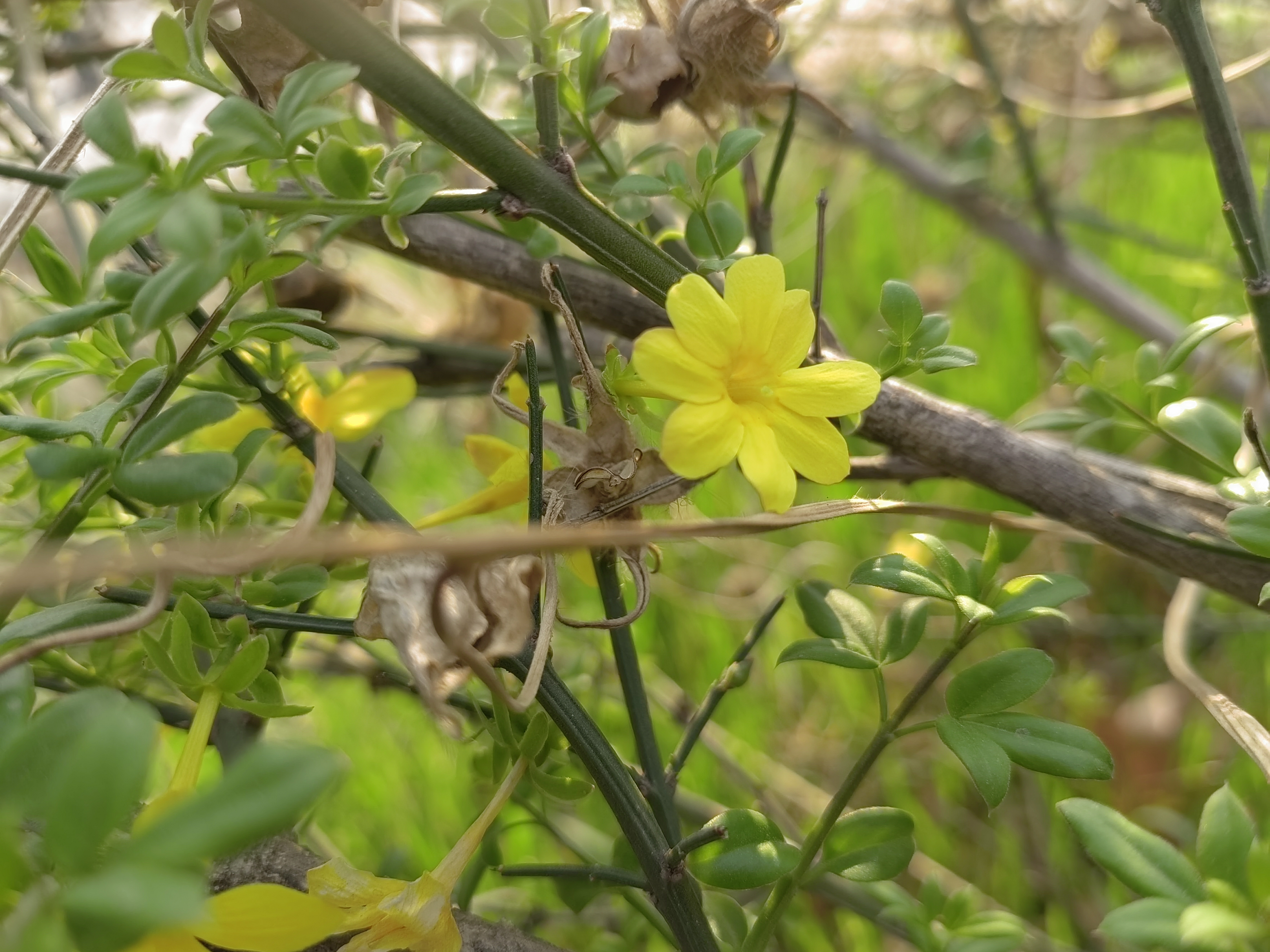 8瓣迎春花.jpg